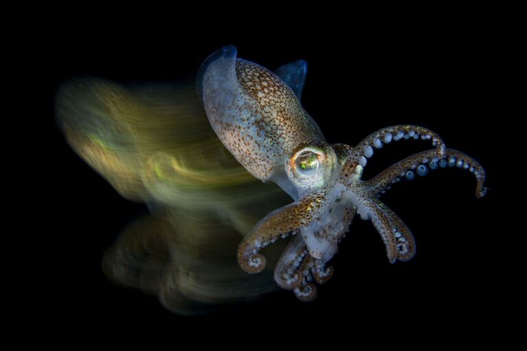 Fabio Iardino. Underwater Photographer of the Year 2019