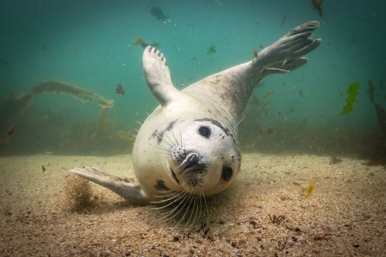 Martin Edser. Underwater Photographer of the Year 2019