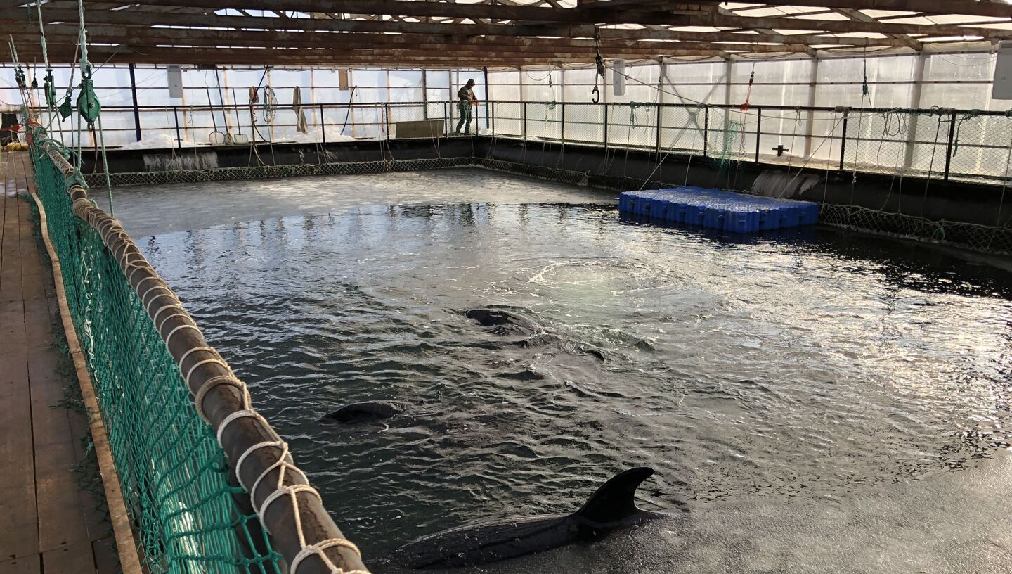 Китовая тюрьма в бухте Средняя в Приморье