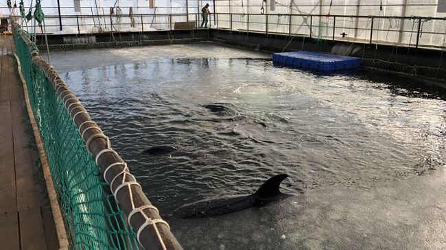 Китовая тюрьма в бухте Средняя в Приморье