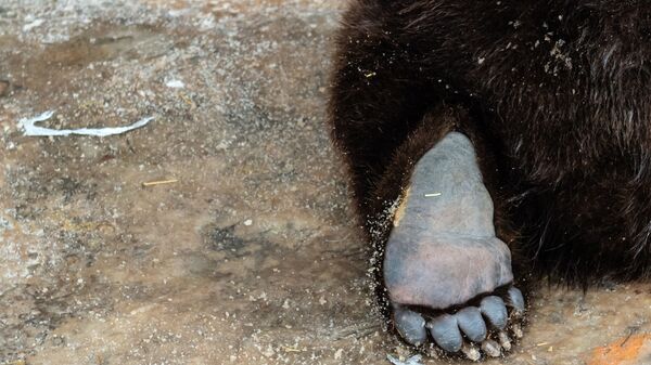 Бурый медведь Потапыч в Российском карантинном центре диких животных Велес