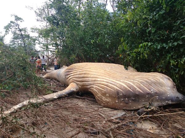 Туша горбатого кита, обнаруженная среди деревьев на острове Маражо в устье Амазонки, Бразилия 