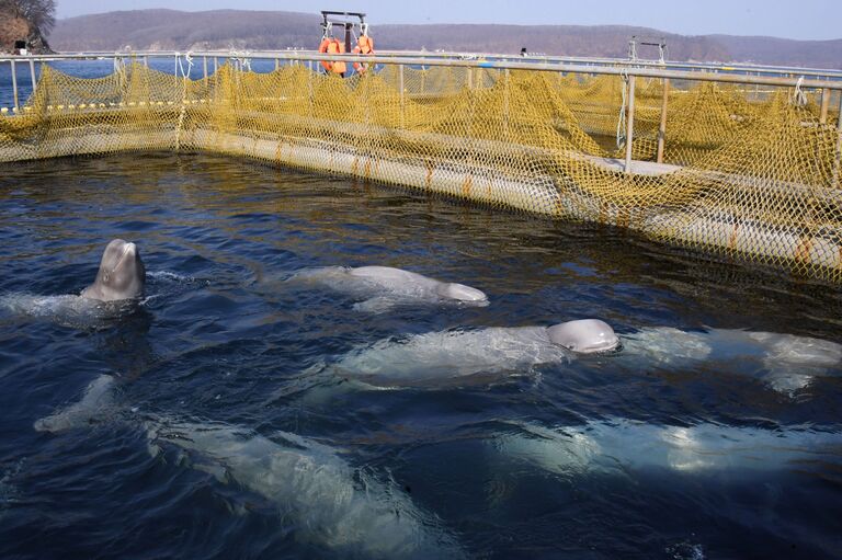 Белухи в вольере Центра адаптации морских животных в бухте Средняя Приморского края Белухи в вольере Центра адаптации морских животных в бухте Средняя Приморского края