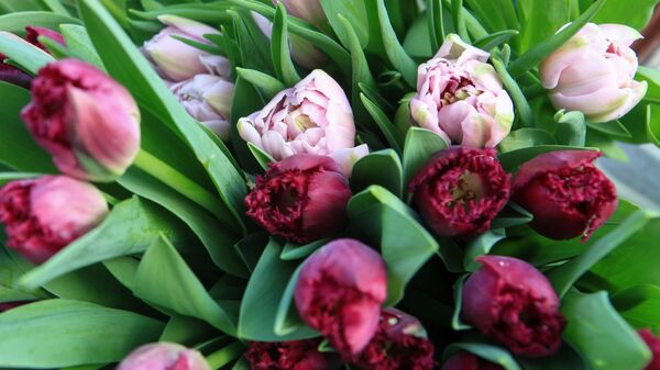 Тюльпаны в преддверии праздника 8 марта