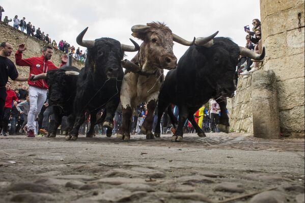 Быки бегут по улицам во время Карнавала дель Торо в Сьюдад-Родриго