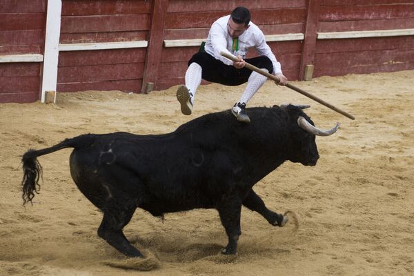 Рекортадор прыгает через быка во время корриды на карнавале быков в Сьюдад-Родриго