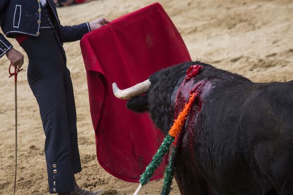 Тореадор во время корриды на карнавале быков в Сьюдад-Родриго