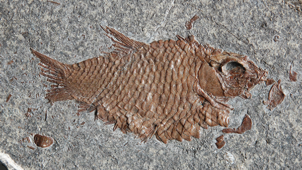 Отпечаток ископаемой рыбы в Швейцарских Альпах