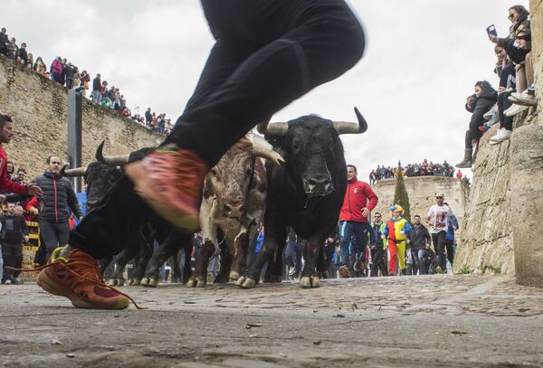 Люди бегут вместе с быками по улицам во время Карнавала дель Торо в Сьюдад-Родриго