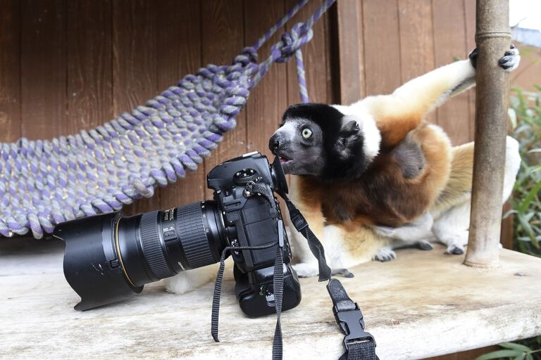 Увенчанный сифака по кличке Поппи осматривает фотоаппарат фотографа в зоопарке Мюлуза, Франция