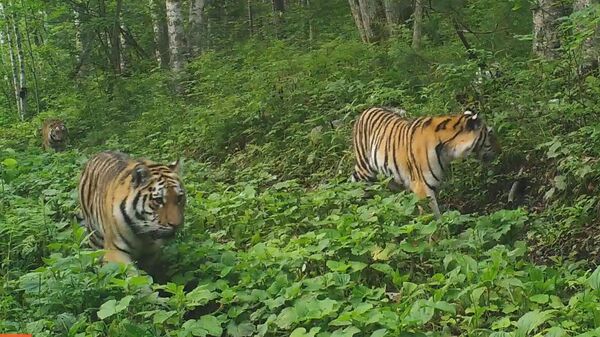 Тигрята многодетной тигрицы Анна Савельевны в Сихотэ-Алинском заповеднике