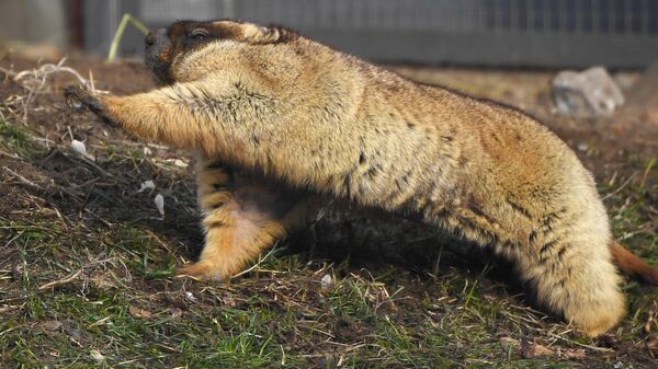 Степной сурок, проснувшийся от зимней спячки в Московском зоопарке