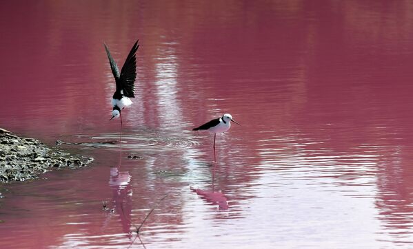 Птицы на озере в парке Вестгейт, которое окрасилось в розовый цвет в Мельбурне, Австралия