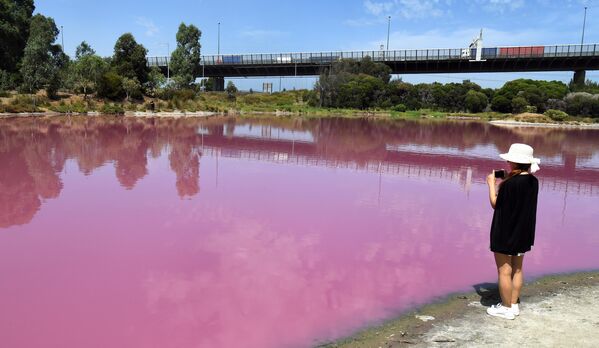 Девушка фотографирует озеро в парке Вестгейт, которое окрасилось в розовый цвет в Мельбурне, Австралия