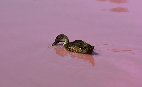 Утка на озере в парке Вестгейт, которое окрасилось в розовый цвет в Мельбурне, Австралия