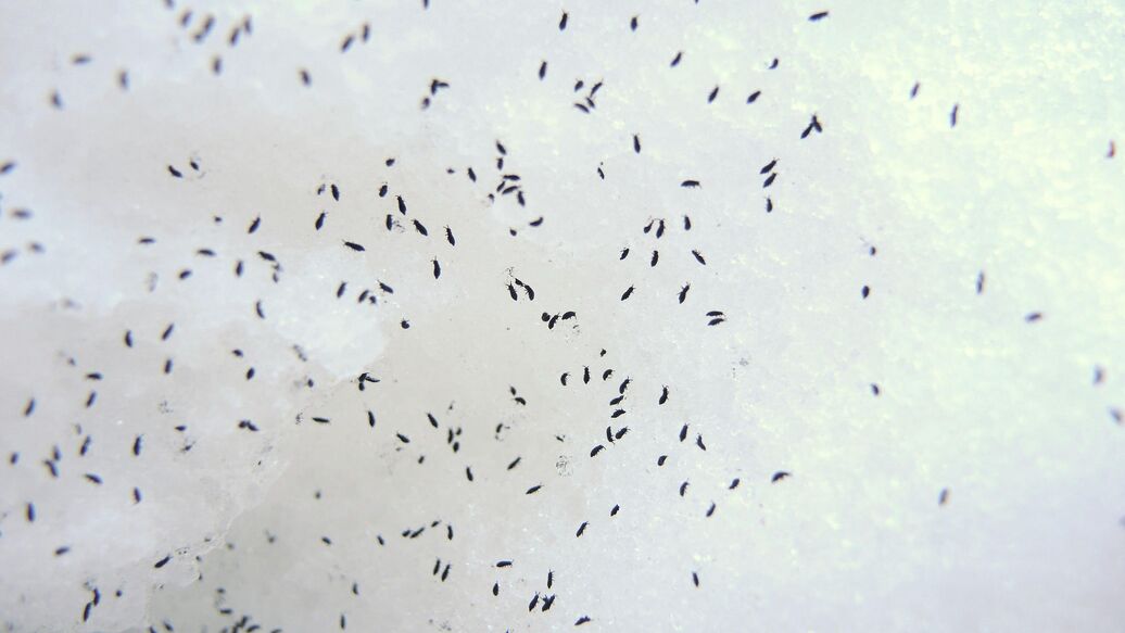 Онищенко предупредил россиян о переносчиках чумы