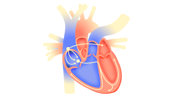 Схема распространения электрических импульсов по сердцу