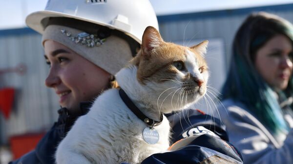 Кот по кличке Мостик на руках строителя Крымского моста