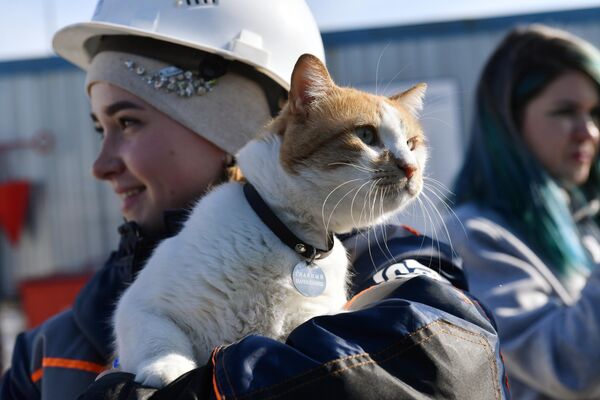 Кот по кличке Мостик на руках строителя Крымского моста
