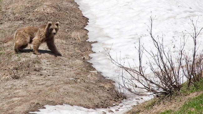 Медведь в Кавказском государственном природном биосферном заповеднике имени Х.Г.Шапошникова