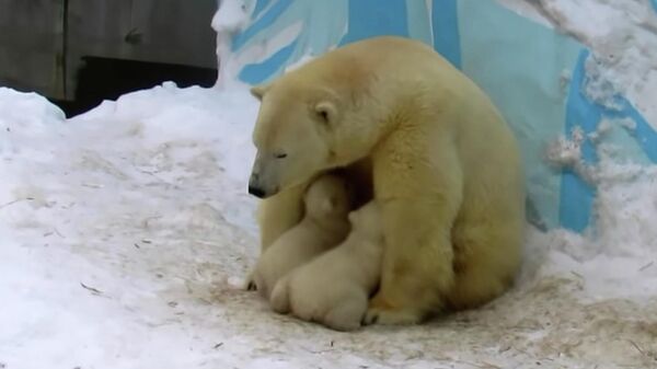 Белая медведица Герда и малыши в Новосибирском зоопарке им. Р. А. Шило