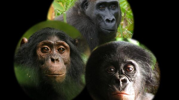 Горилла, шимпанзе и бонобо в объективе скрытой камеры