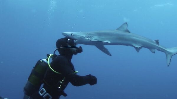 Дайвер встречается лицом к лицу с акулой