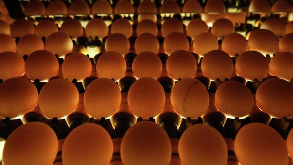 Проверка качества яиц на овоскопе на участке сортировки и упаковки на птицефабрике Ново-Барышевская в Новосибирской области