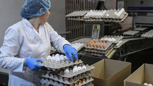 Сотрудница на участке сортировки яиц на птицефабрике Ново-Барышевская в Новосибирской области