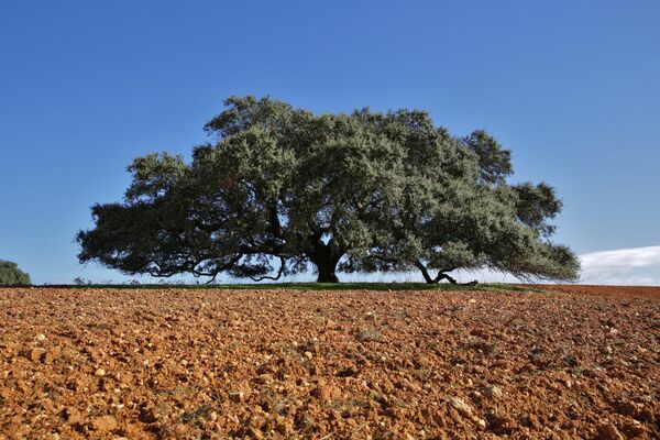 Вековой круглолистный дуб из Монто Барбейро, Португалия