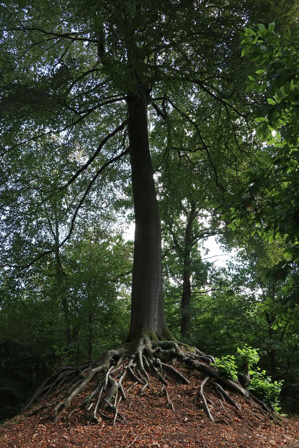 Дерево Люмменской Богородицы, Бельгия