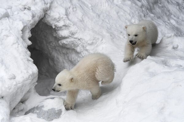 Медвежата, родившиеся у белых медведей Герды и Кая, в вольере Новосибирского зоопарка