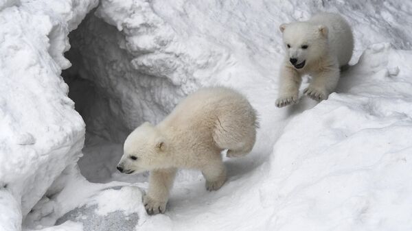 Медвежата, родившиеся у белых медведей Герды и Кая, в вольере Новосибирского зоопарка