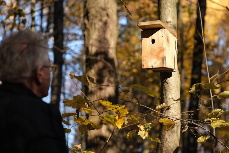 Скворечник на дереве на территории природно-исторического парка Битцевский лес в Москве