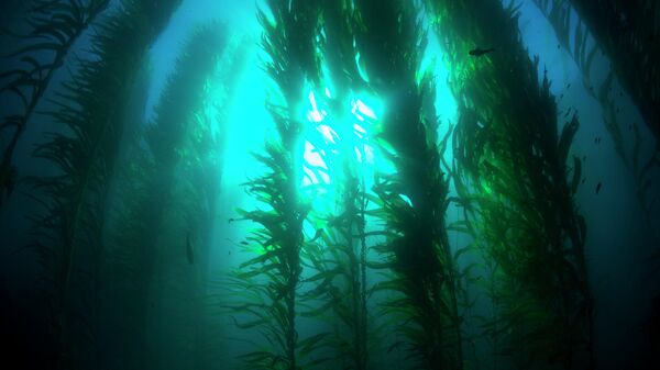 Ламинария растет в прохладных водах по всему мировому океану. Ей питаются многие морские животные