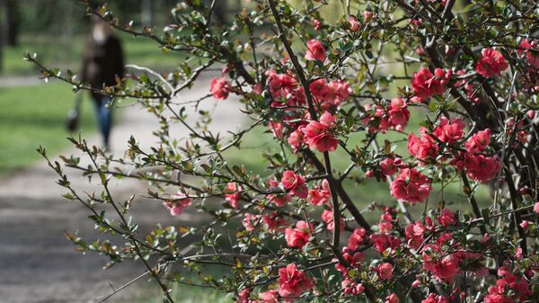 Цветущий куст в Ботаническом саду в Крыму