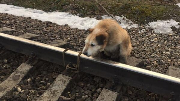 Собака, привязанная к рельсам у станции Антропшино в Гатчинском районе