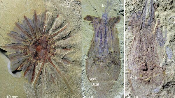 Останки древнейшего морского гребешка, найденные в Китае