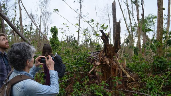 Ураган Мария уничтожил примерно половину лесов Пуэрто-Рико