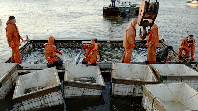 Массовый лов красной рыбы на побережье Берингова моря 