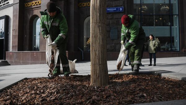 Работники коммунальной службы меняют щепу на клумбе у дерева на Тверской улице в Москве
