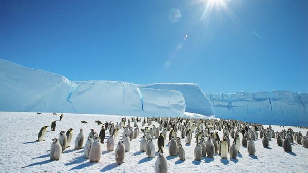 Колония императорпских пингвинов в Антарктиде