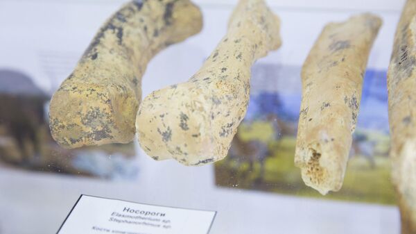 Останки древних животных, обнаруженные в пещере при строительстве федеральной трассы Таврида
