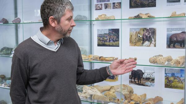 Экспозиция из останков древних животных, обнаруженных в пещере при строительстве федеральной трассы Таврида