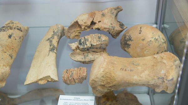 Останки древних животных, обнаруженные в пещере при строительстве федеральной трассы Таврида