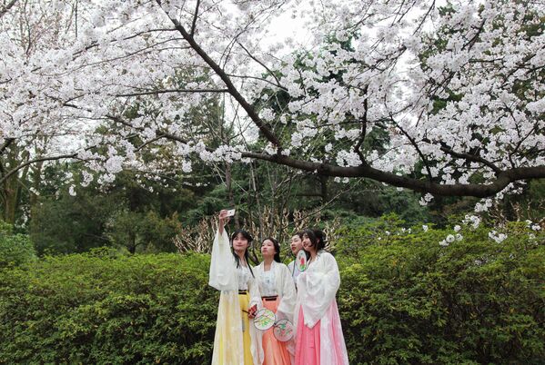 Девушки фотографируются с сакурой в Нанкине, Китай