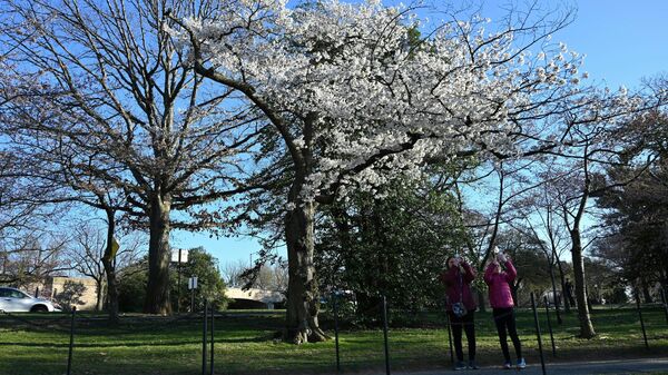 Цветение сакуры в Вашингтоне, округ Колумбия