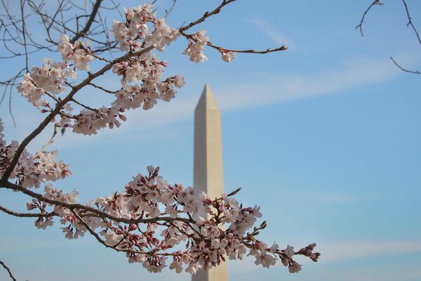 Цветение сакуры в Вашингтоне, США