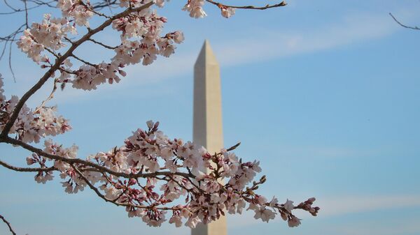 Цветение сакуры в Вашингтоне, США