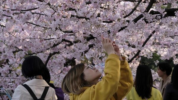 Девушки фотографируют сакуру в Токио, Япония